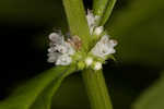 American water horehound